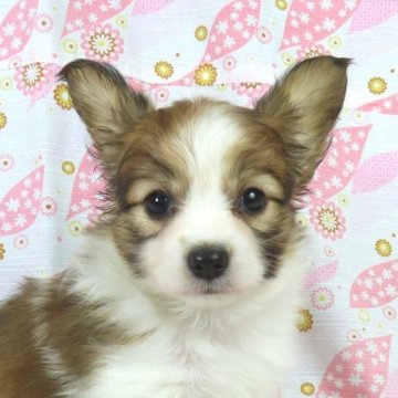 パピヨン【千葉県・女の子・2025年9月25日・ホワイト&レッドセーブル】の写真「日本で一番歴史のあるパピヨンブリーダー」