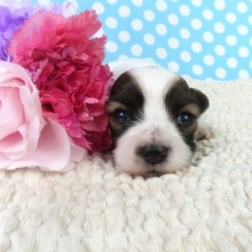 パピヨン【千葉県・男の子・2025年11月28日・ホワイト&レッドセーブル】の写真「日本で一番歴史のあるパピヨンブリーダー」