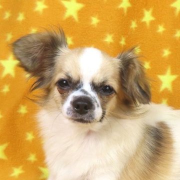 ミックス(チワワ×パピヨン)【千葉県・男の子・2025年3月17日・ホワイト&セーブル】の写真「日本で一番歴史のあるパピヨンブリーダー」