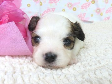 パピヨン【千葉県・男の子・2025年10月18日・ホワイト&レッドセーブル】の写真「日本で一番歴史のあるパピヨンブリーダー」