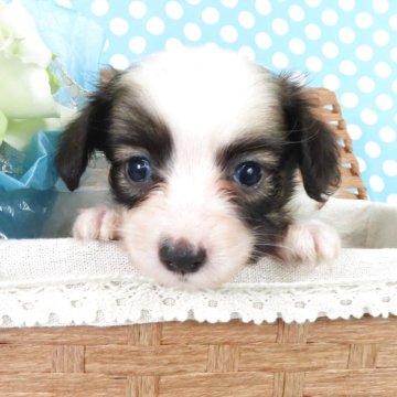 パピヨン【千葉県・女の子・2025年7月9日・ホワイト&レッドセーブル】の写真「日本で一番歴史のあるパピヨンブリーダー」