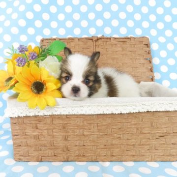 パピヨン【千葉県・男の子・2025年7月30日・ホワイト&レッドセーブル】の写真「日本で一番歴史のあるパピヨンブリーダー」