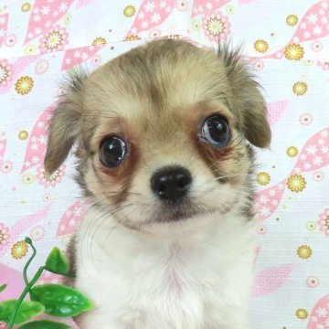 チワワ(ロング)【千葉県・女の子・2025年9月10日・ホワイト&レッド】の写真「日本で一番歴史のあるパピヨンブリーダー」