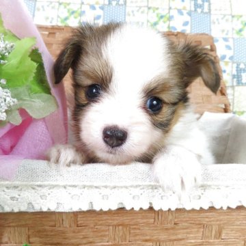 パピヨン【千葉県・男の子・2025年9月1日・ホワイト&レッドセーブル】の写真「日本で一番歴史のあるパピヨンブリーダー」