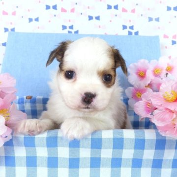 パピヨン【千葉県・女の子・2026年2月20日・ホワイト&レッドセーブル】の写真「日本で一番歴史のあるパピヨンブリーダー」