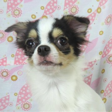 チワワ(ロング)【千葉県・女の子・2025年6月11日・ホワイト&ブラックタン】の写真「日本で一番歴史のあるパピヨンブリーダー」