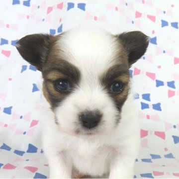 パピヨン【千葉県・女の子・2025年11月28日・ホワイト&レッドセーブル】の写真「日本で一番歴史のあるパピヨンブリーダー」