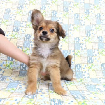 ミックス(チワワ×パピヨン)【千葉県・男の子・2024年12月17日・レッド】の写真「日本で一番歴史のあるパピヨンブリーダー」