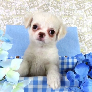 チワワ(ロング)【千葉県・男の子・2026年3月4日・ホワイト&フォーン】の写真「日本で一番歴史のあるパピヨンブリーダー」
