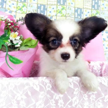 パピヨン【千葉県・女の子・2025年7月9日・ホワイト&レッドセーブル】の写真「日本で一番歴史のあるパピヨンブリーダー」