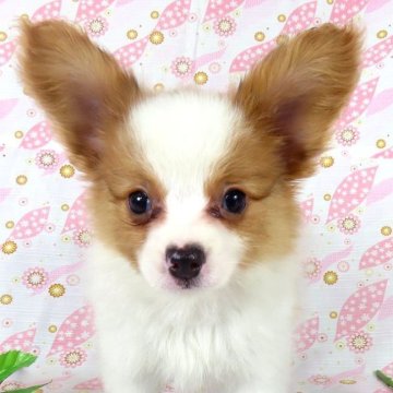 パピヨン【千葉県・男の子・2026年3月26日・ホワイト&レッド】の写真「日本で一番歴史のあるパピヨンブリーダー」