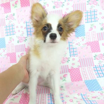 パピヨン【千葉県・女の子・2025年4月27日・ホワイト&レッドセーブル】の写真「日本で一番歴史のあるパピヨンブリーダー」