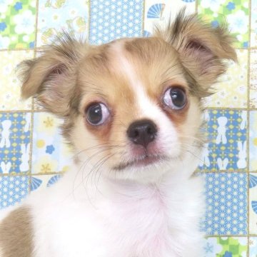 チワワ(ロング)【千葉県・男の子・2025年9月10日・ホワイト&レッド】の写真「日本で一番歴史のあるパピヨンブリーダー」