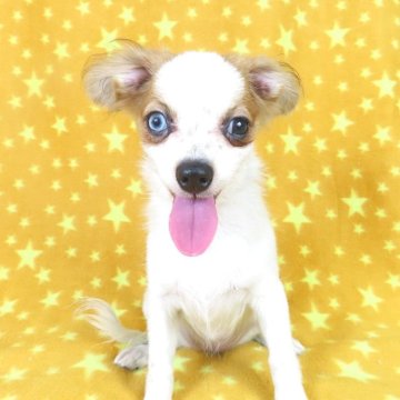 パピヨン【千葉県・女の子・2025年5月8日・ホワイト&レッドセーブル】の写真「日本で一番歴史のあるパピヨンブリーダー」