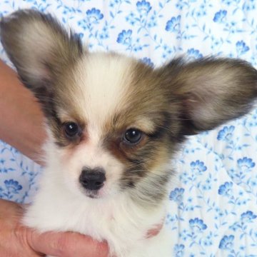 パピヨン【千葉県・女の子・2025年9月1日・ホワイト&レッドセーブル】の写真「日本で一番歴史のあるパピヨンブリーダー」