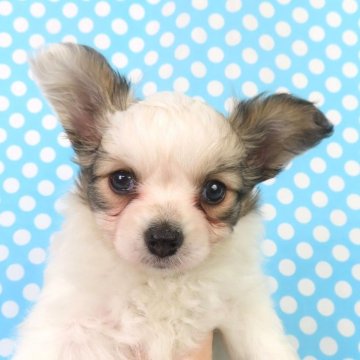 パピヨン【千葉県・男の子・2025年10月4日・ホワイト&レッドセーブル】の写真「日本で一番歴史のあるパピヨンブリーダー」