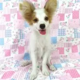 パピヨン