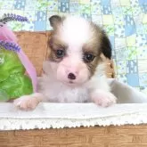 パピヨン