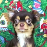 チワワ(ロング)