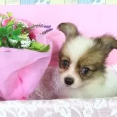 パピヨン