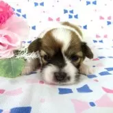 パピヨン