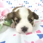 パピヨン