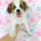 パピヨン