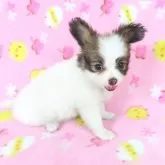 パピヨン