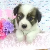 パピヨン