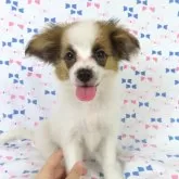 パピヨン