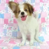 パピヨン