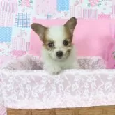 パピヨン