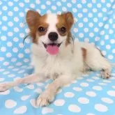 パピヨン