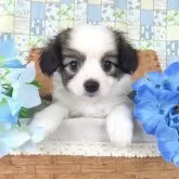 パピヨン