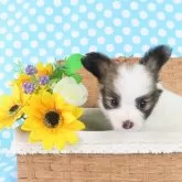 パピヨン