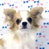 チワワ(ロング)