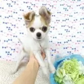 チワワ(ロング)【千葉県・男の子・2024年10月28日・ホワイト&レッド】の写真1「2/8現在の体重は1.52ｋｇです。」