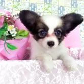 パピヨン