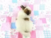 パピヨン【千葉県・男の子・2025年6月17日・ホワイト&レッドセーブル】の写真5