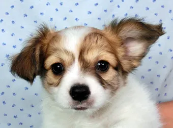 石井 様のお迎えした子犬