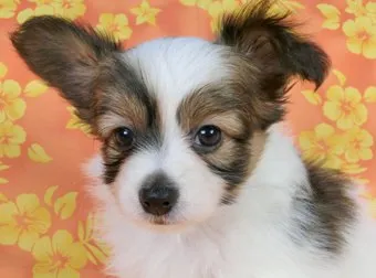 ID：1411-00881の子犬