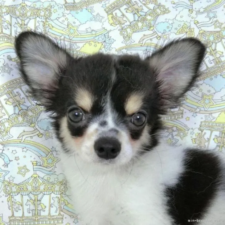 ID：2207-01488の子犬