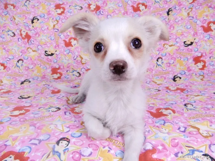 ID：2002-00647の子犬