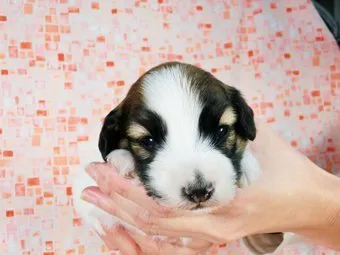 ID：1701-00289の子犬