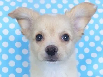 ID：2109-02245の子犬