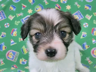 ID：1505-00465の子犬