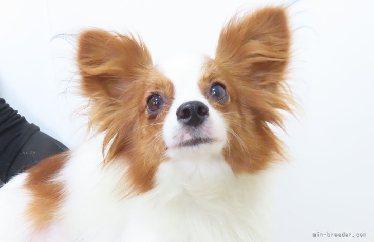 パピヨン【・女の子・2023年9月7日・ホワイト&amp;レッドセーブル】