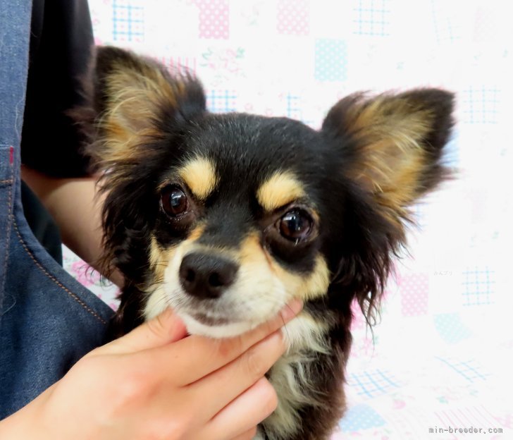 チワワ(ロング)【・女の子・2020年2月14日・ブラックタン】