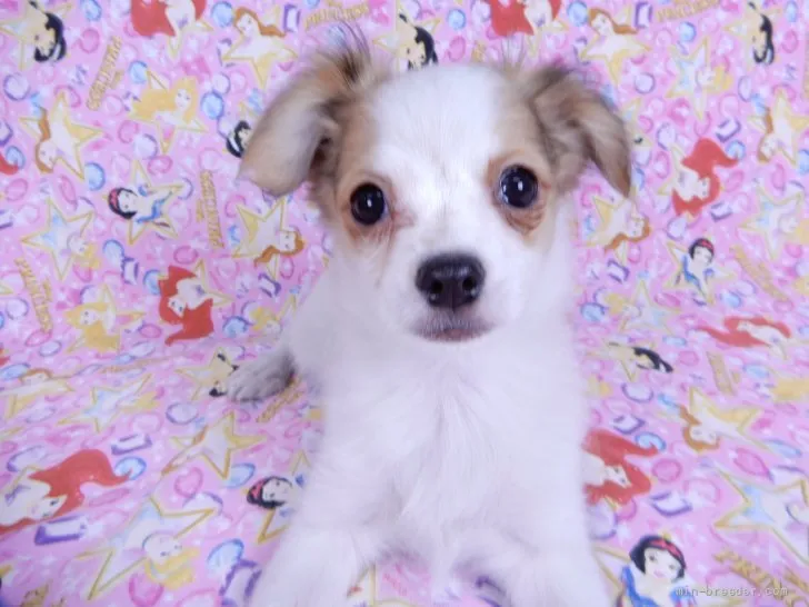 ID：2201-03530の子犬