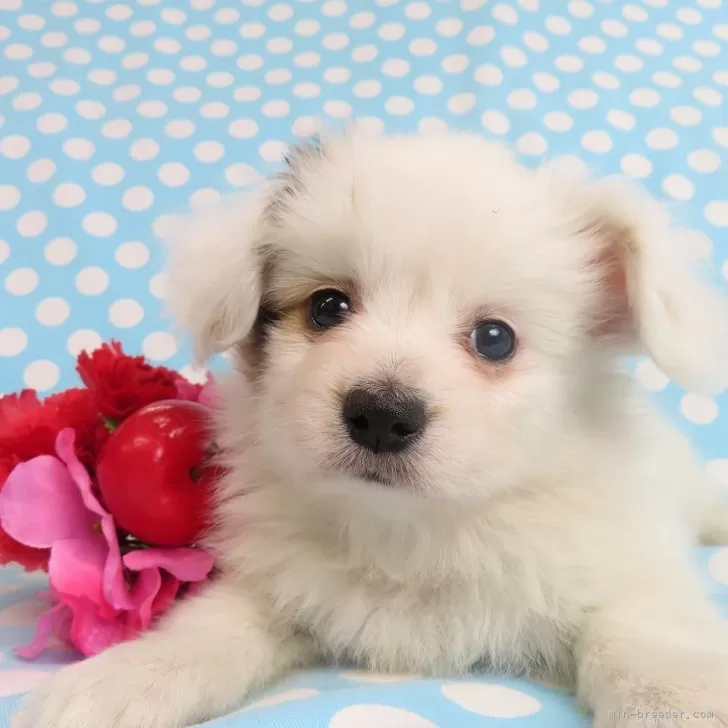 ID：2403-00614の子犬
